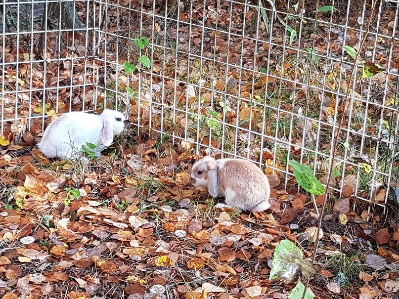Bianca och Bonnie busar bland löven.