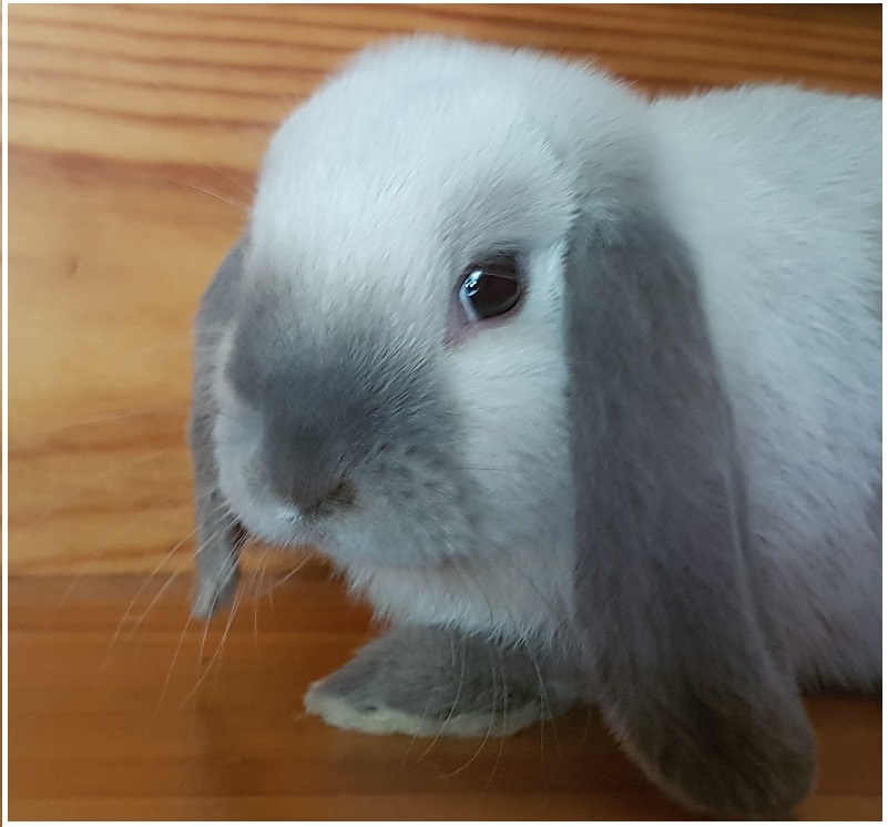 Peach dvärgvädur hona blå zobel siames
